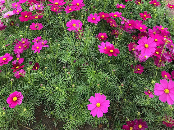 潍坊阳台鲜花-阳台绿化设计